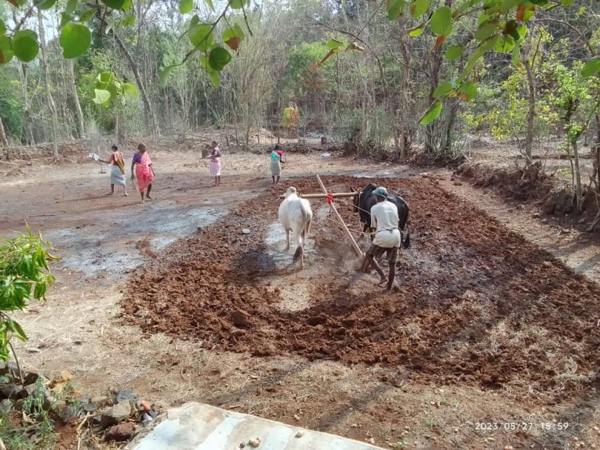 माखजन, आरवली परिसरात भात पेरणीला प्रारंभ