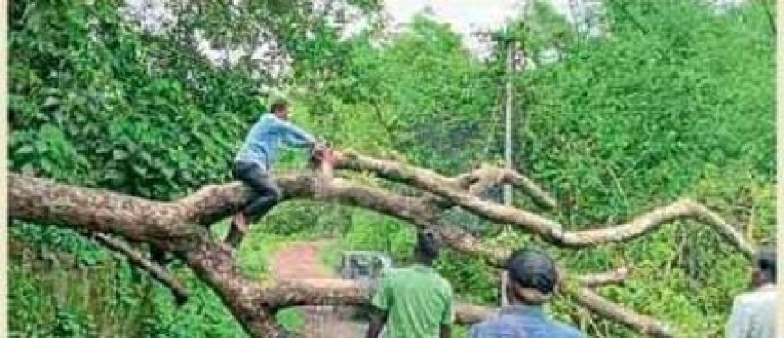 रत्नागिरी : कळझोंडी मार्गावरील झाड श्रमदानातून तोडले; १२तासानंतर वाहतूक सुरळीत