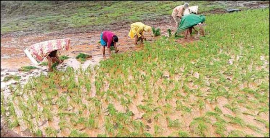 Ratnagiri : भात लावण्यांना प्रारंभ