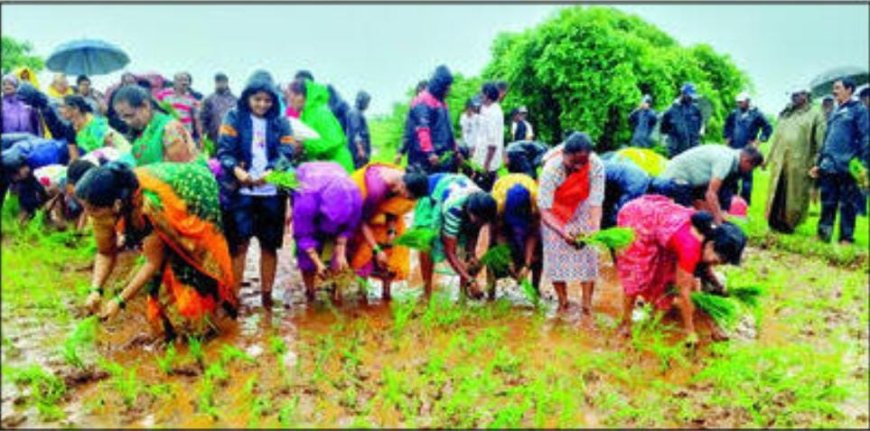 रत्नागिरी :  एमआयडीसीतील  बाल्को प्रकल्पाच्या  जागेत प्रकल्पग्रस्तांनी  भात शेती  लावून केले आंदोलन