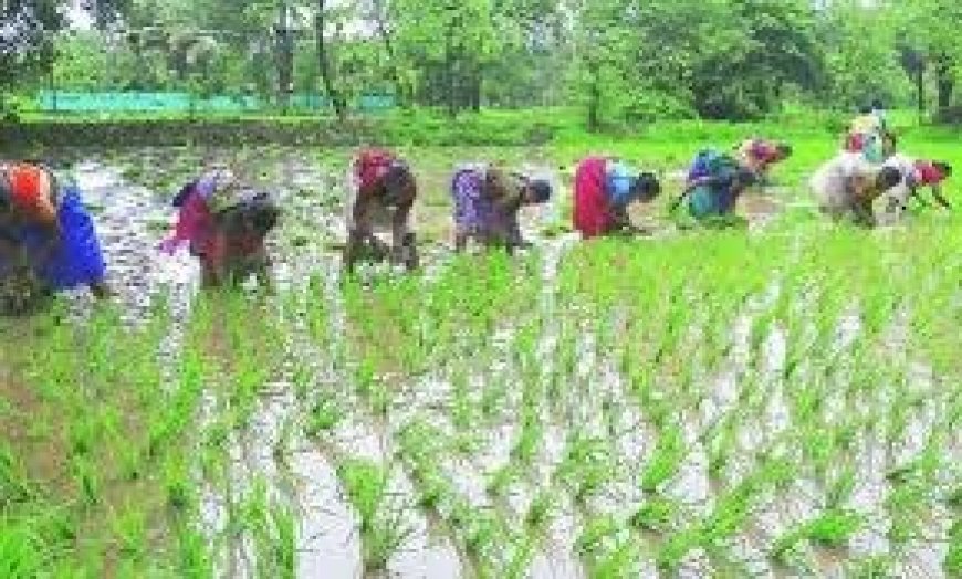 पीक स्पर्धेत सहभाग नोंदविण्यासाठी ३१ जुलैपर्यंत अंतिम मुदत