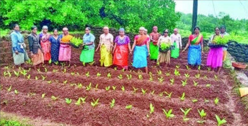 संगमेश्वर : तुळसणीत बचतगटांकडून सामूहिक हळद लागवड