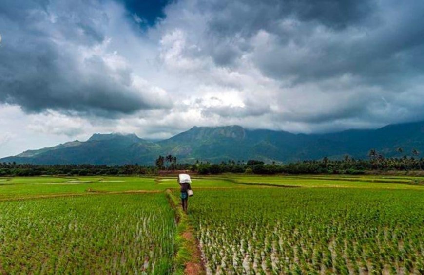 महाराष्ट्रात सरासरीच्या १२३ टक्के पाऊस, पेरण्या समाधानकारक