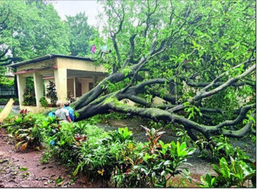 देवरूखातील शासकीय विश्रामगृह इमारतीवर कोसळले झाड