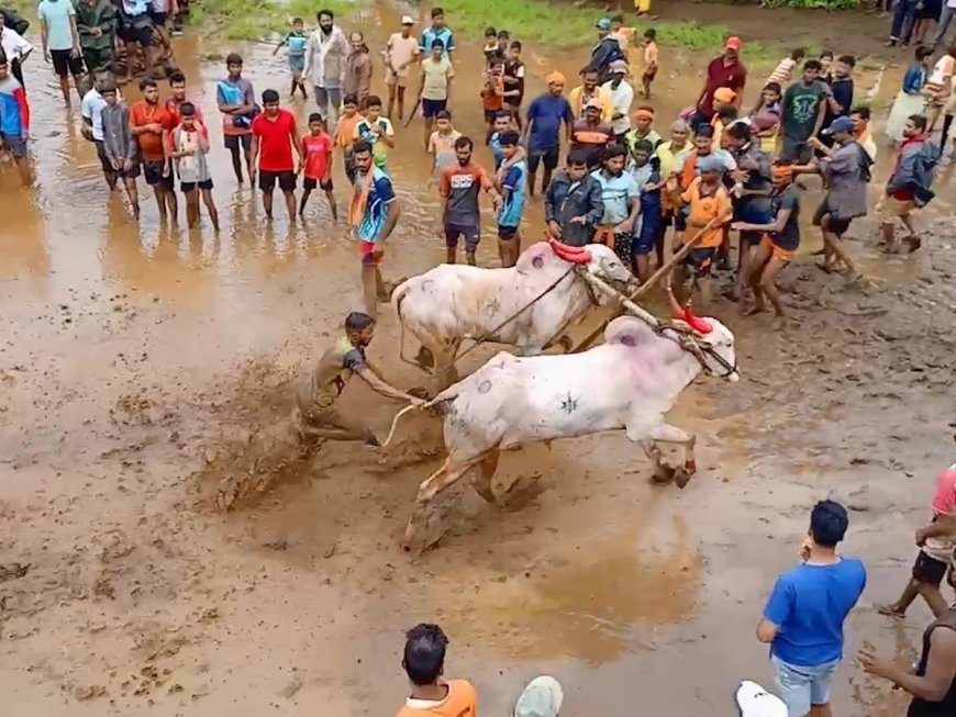 गुहागर : तळवली येथे ३ ऑगस्ट रोजी गावठी बैल नांगरणी स्पर्धेचं आयोजन