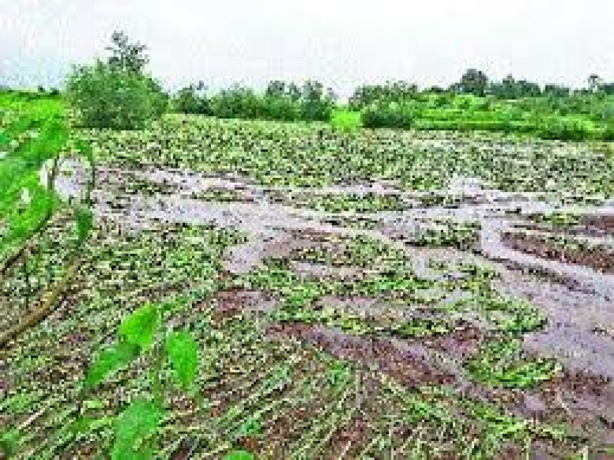 रत्नागिरी : जिल्ह्यातील २३१.४९ हेक्टर क्षेत्रातील पिकांचे नुकसान