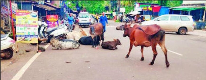 रत्नागिरी : पावस परिसरात मोकाट जनावरांचा प्रश्न ऐरणीवर