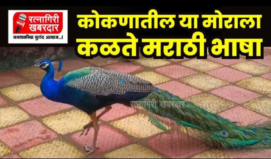 Ratnagiri Peacock : कोकणातील या मोराला कळते मराठी भाषा | Ratnagiri Khabardar | ratnagiri latest news