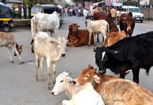 गुहागर शहरातील मोकाट गुरांच्या प्रश्नाबाबत नगरपंचायतीची विशेष सभा