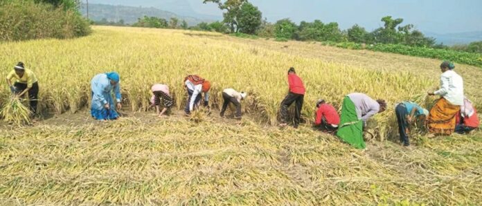 agrowonimportnews-storycover-ima