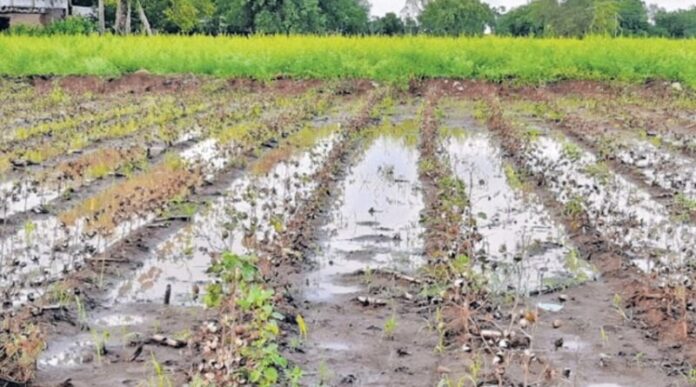 untimely-rain-800x445