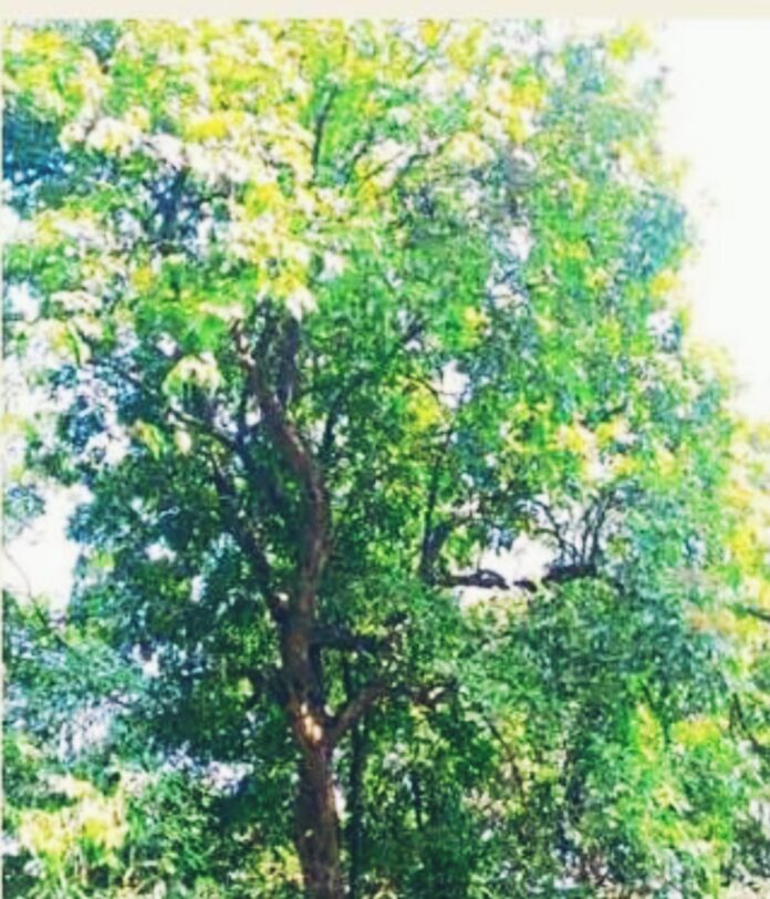 Untitled - 2024-11-19T151953.861