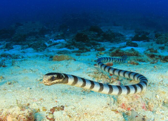 Sea-snakes-found-diving-deep-int