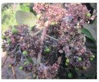 This image has an empty alt attribute; its file name is mini10.jpg