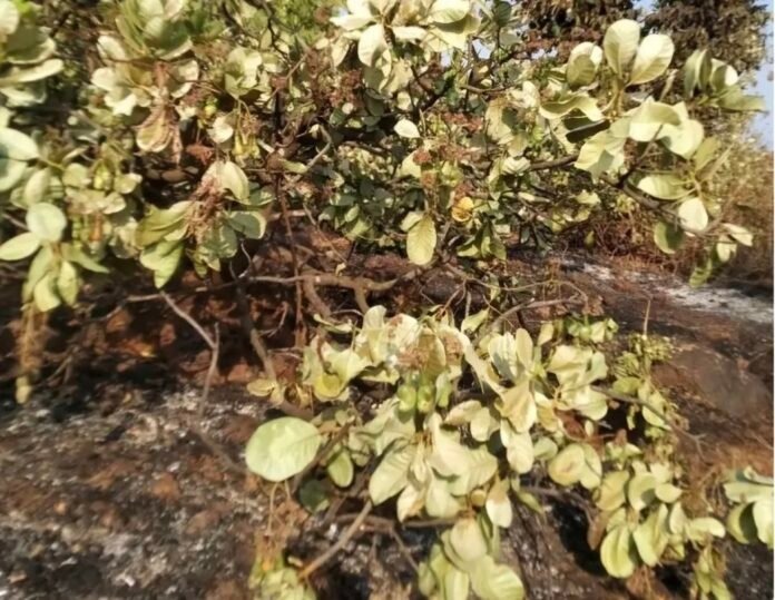 image_editor_output_image5919046