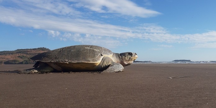 2_03_31_23_sea-turtle_1_H@@IGHT