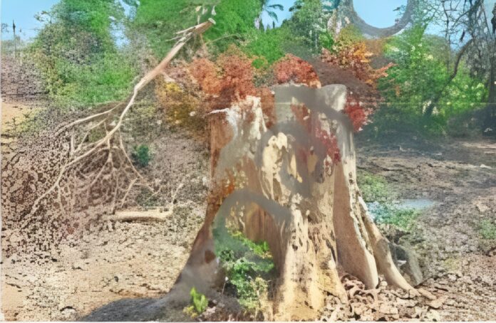 d6a01699-cf69-42c3-959a-ae89de3f (1)