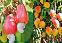 चिपळूणमध्ये ‘हापूस’ आणि ‘काजू’ निर्यात सुविधा केंद्र उभारण्याची मागणी; बागायतदारांचे सरकारला साकडे