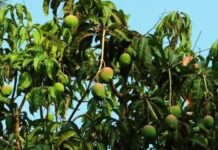 Ratnagiri: कोकण हापूस आंबा उत्पादक शेतकरी संकटात; हेक्टरी ५ लाख भरपाई आणि सरसकट कर्जमाफीची मुख्यमंत्र्यांकडे मागणी