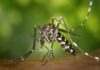 Ratnagiri Dengue Malaria Cases: रत्नागिरी जिल्ह्यात ६ महिन्यांत डेंग्यूचे ११ तर मलेरियाचे ३६ रुग्ण; आरोग्य विभागाच्या सतर्कतेमुळे आकडेवारी नियंत्रणात