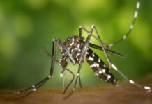 Ratnagiri Dengue Malaria Cases: रत्नागिरी जिल्ह्यात ६ महिन्यांत डेंग्यूचे ११ तर मलेरियाचे ३६ रुग्ण; आरोग्य विभागाच्या सतर्कतेमुळे आकडेवारी नियंत्रणात