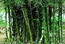 Ratnagiri : जिल्ह्यात 71.43 हेक्टर क्षेत्रावर बांबू लागवड