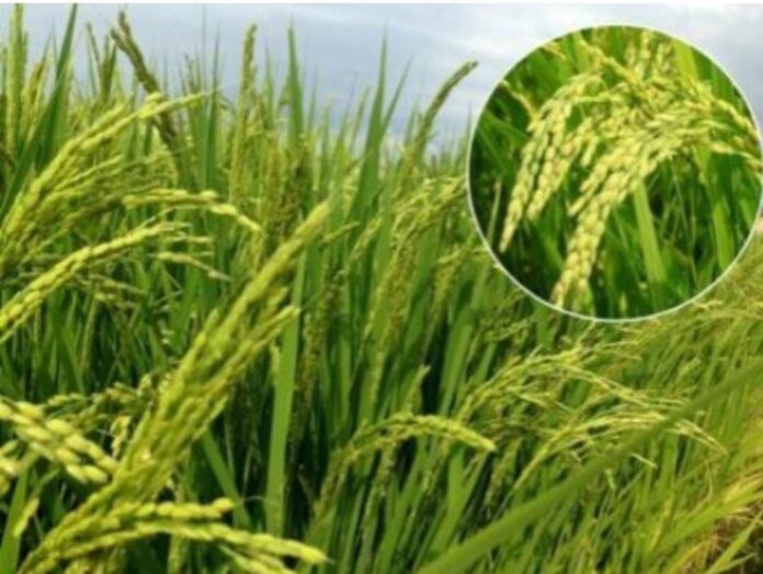 dbe5101b-b604-4d7d-9ece-9e6cffc7d904