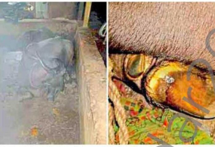 d5c6a3dc-1656-498f-a0e1-07e1cd21e528