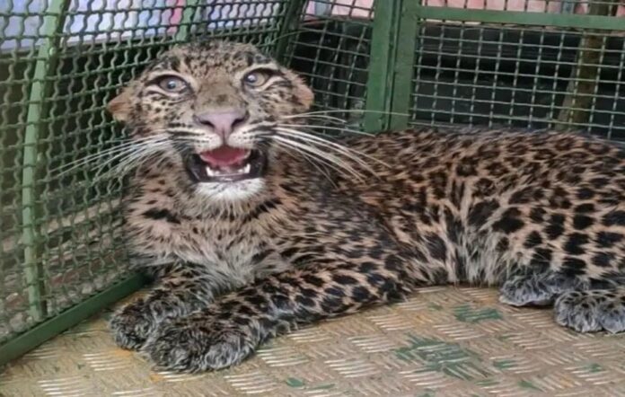 image_editor_output_image1637274