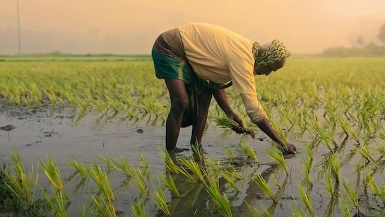 nu21dcqk_farmer_625x300_26_May_2