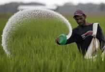 Ratnagiri Fertilizer Supply: रत्नागिरी जिल्ह्यात खरीप हंगामासाठी ७ हजार १० मेट्रिक टन खत दाखल; बिबट्या-दुबार पेरणीचे संकट टळले, बियाणांचाही मुबलक साठा