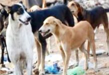 चिपळूणमध्ये श्वान नसबंदी रखडली! निकृष्ट सुविधांमुळे संबंधित संस्थेचा कामास नकार; भटक्या कुत्र्यांचा प्रश्न ऐरणीवर