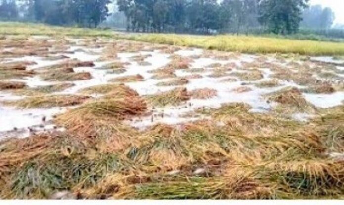 image_750x_61e91f2e03d9d