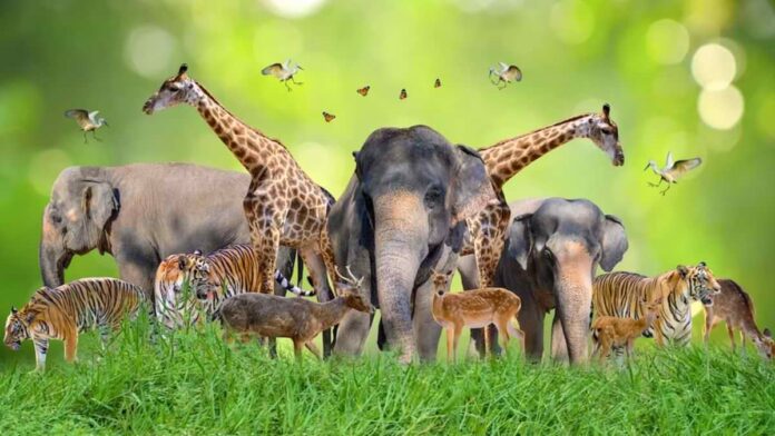 World-Wildlife-Day-2023