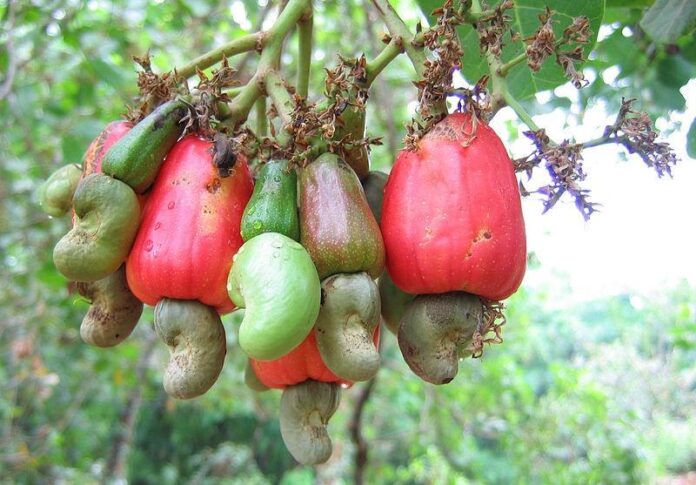 cashew-nut-garden-rare-grafted-a