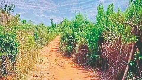 pudharinews2026-02-123p5jjlzb12r