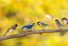 रत्नागिरीत २२ आणि २३ फेब्रुवारीला रंगणार ‘पक्षीमित्र संमेलन’