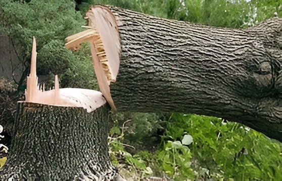 images - 2026-03-02T153412,052-Picsart-AiImageEnhancer