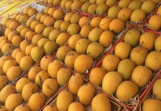 alphonso-mango