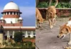 Stray Dogs Supreme Court Verdict: ‘हिंस्र आणि धोकादायक कुत्र्यांना मारण्यावर विचार व्हावा’; भटक्या कुत्र्यांबाबत सर्वोच्च न्यायालयाचे मोठे निर्देश