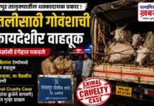 Animal Cruelty Case: राजापूर तालुक्यात प्राण्यांना क्रूरतेने वागवून गोवंश जनावरांची बेकायदेशीर वाहतूक; पाच जणांवर गुन्हा दाखल