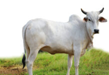 गायीला राष्ट्रीय प्राण्याचा दर्जा देण्याबाबत कोणताही प्रस्ताव विचाराधीन नाही, केंद्र सरकारची माहिती