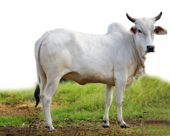 cow-scaled