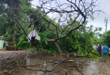 Ratnagiri Ganpatipule Road Block: वादळी पावसामुळे शिरगाव-गडगेवाडी येथे झाड कोसळले; रत्नागिरी-गणपतीपुळे मुख्य मार्ग पूर्णतः ठप्प