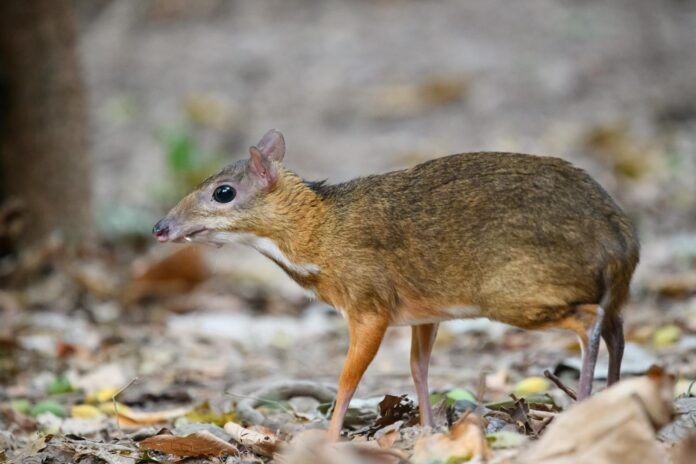 lesser-mouse-deer-w-1500