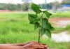 Ratnagiri Plantation Campaign Committee: रत्नागिरीत ३०० कोटी वृक्षारोपण मोहिमेसाठी जिल्हास्तरीय समिती गठीत; हरित आच्छादन वाढवण्यासाठी GIS नियोजन