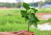Ratnagiri Plantation Campaign Committee: रत्नागिरीत ३०० कोटी वृक्षारोपण मोहिमेसाठी जिल्हास्तरीय समिती गठीत; हरित आच्छादन वाढवण्यासाठी GIS नियोजन