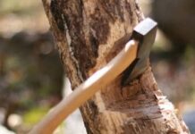 Lanja Deforestation Crisis: लांजा तालुक्यात बेसुमार वृक्षतोड; चार महिन्यांपासून शासकीय परवानगी बंद असतानाही लाकडांची राजरोस वाहतूक