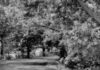 Devrukh Marleshwar Road Tree: देवरूख-मार्लेश्वर मार्गावरील ‘आकेशिया’चे झाड बनलेय धोकादायक; कोणत्याही क्षणी कोसळण्याची भीती