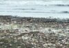 Dapoli Beach Cleanliness Issue: दापोलीचे निसर्गरम्य समुद्रकिनारे अडकले कचऱ्याच्या विळख्यात; प्लास्टिक अन् घनकचऱ्याचे साम्राज्य